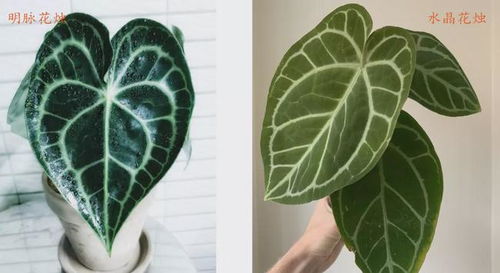 比水晶花燭還美的明脈花燭,有天鵝絨般的質感,開的花朵似飛鶴